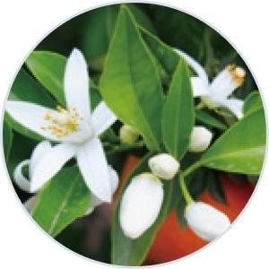 オレンジブロッサム