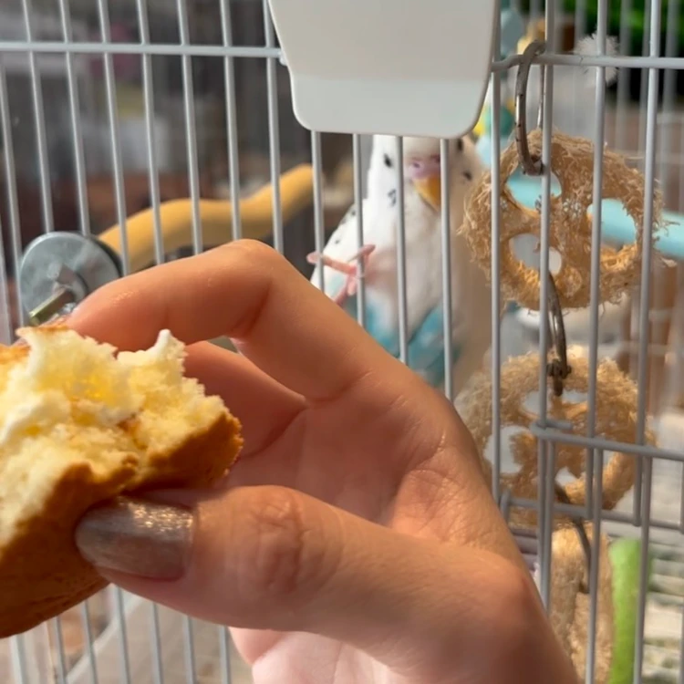 高知名物、ヤキリンゴを狙うセキセイインコ