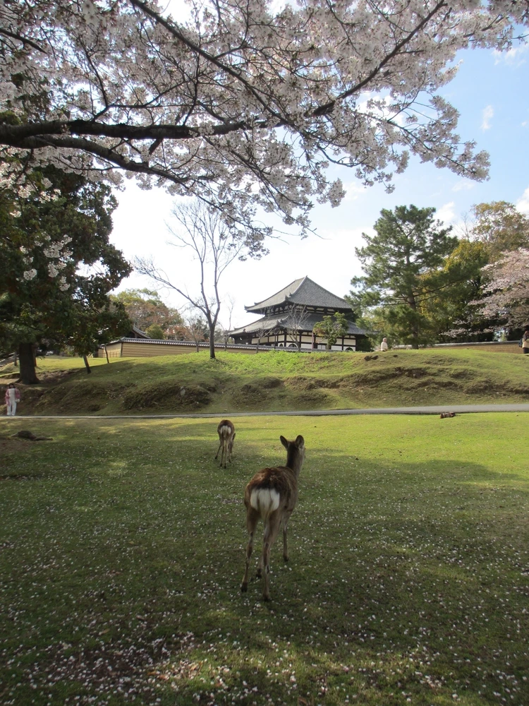 まだ見頃に間に合う♡ 桜をたのしむ古都・奈良旅のすゝめ|日帰りプラン_12_1
