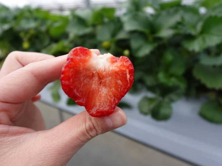 【ベビーカー/車椅子🆗】都内から2時間弱で行けるいちご狩り🍓今期2度目のロイヤルクイーン食べ放題！！_3