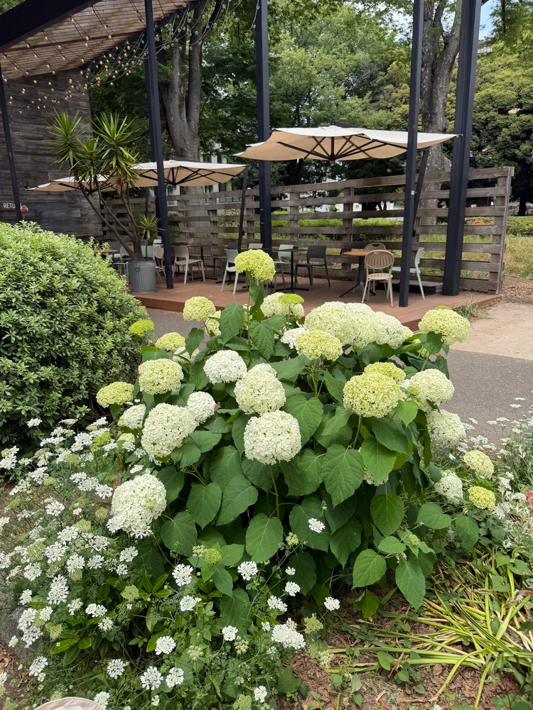 【駒沢公園】今だけ楽しめる紫陽花&周辺のおすすめカフェ8選_3