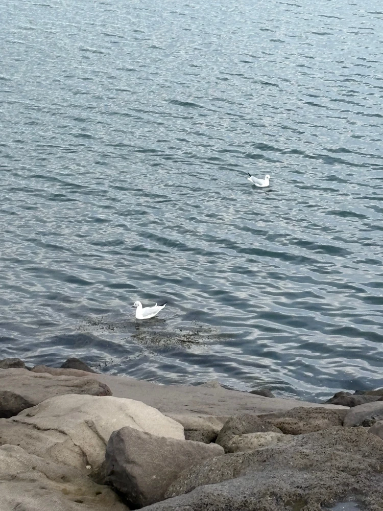 暮らすように旅する北欧・アイスランド! 大自然とカフェ巡りを4日間で堪能するモデルコース|後編_12_2