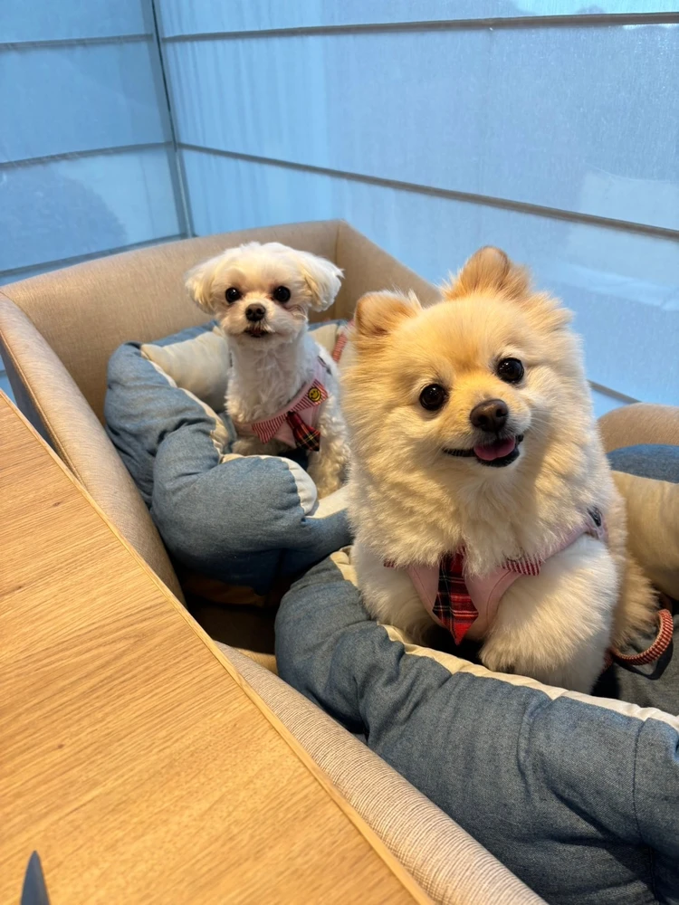 可愛いだけじゃない。大人女子会はJANUの“ストロベリー&ホワイト”で完成_5