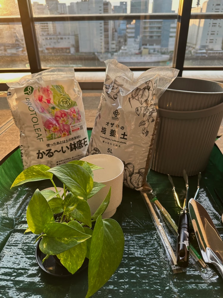 【観葉植物】おしゃれに飾るコツ！都内おすすめ店＆育て方_6