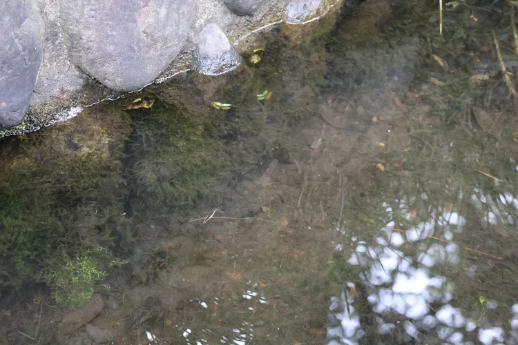 都心から１時間！【深大寺】で味わう"エモさ"とレトロな癒やし旅 #旅行部_7