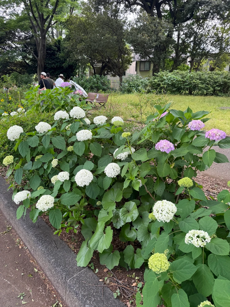 【駒沢公園】今だけ楽しめる紫陽花&周辺のおすすめカフェ8選_2_3