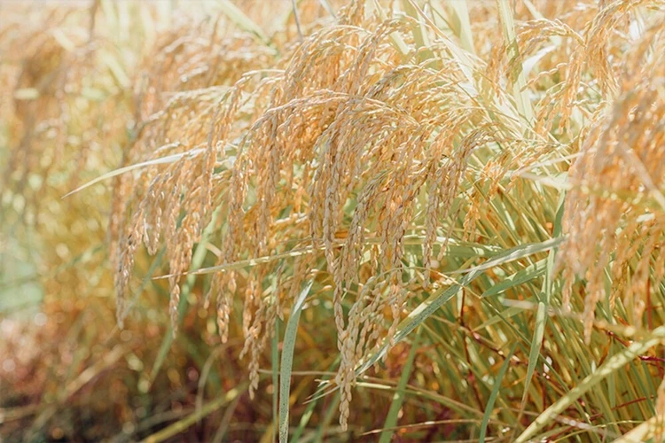 【日本橋で大人の学び体験】クラフトサケの世界|稲とアガベ_7_1