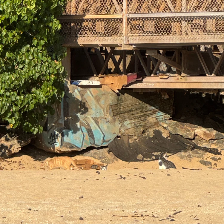 【ハワイ】おすすめ観光スポット〜ノースショア編〜_7