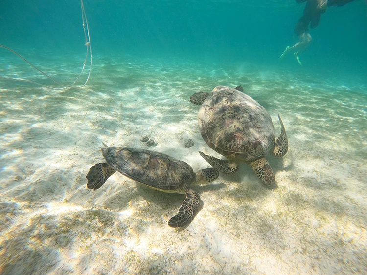 【宮古島】シュノーケル＆クリアサップ_2