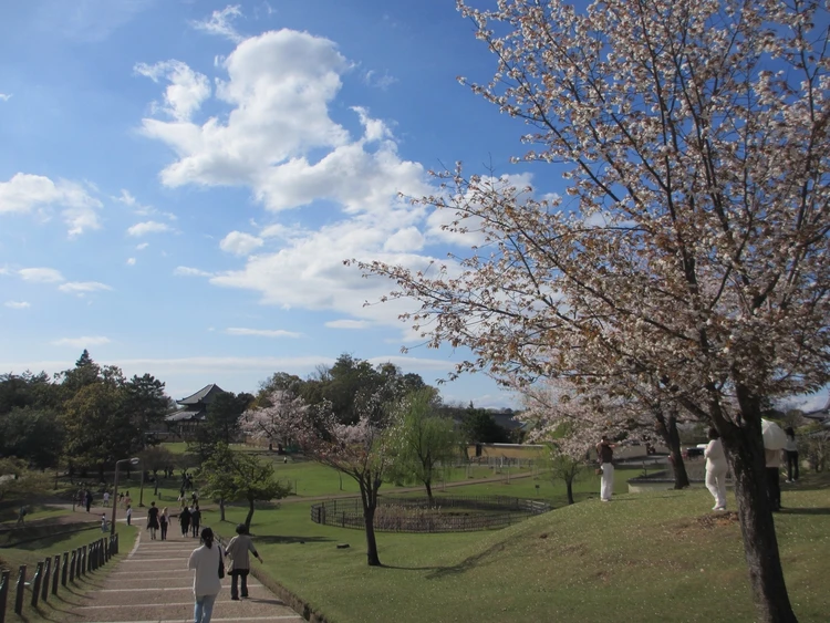 まだ見頃に間に合う♡ 桜をたのしむ古都・奈良旅のすゝめ|日帰りプラン_11