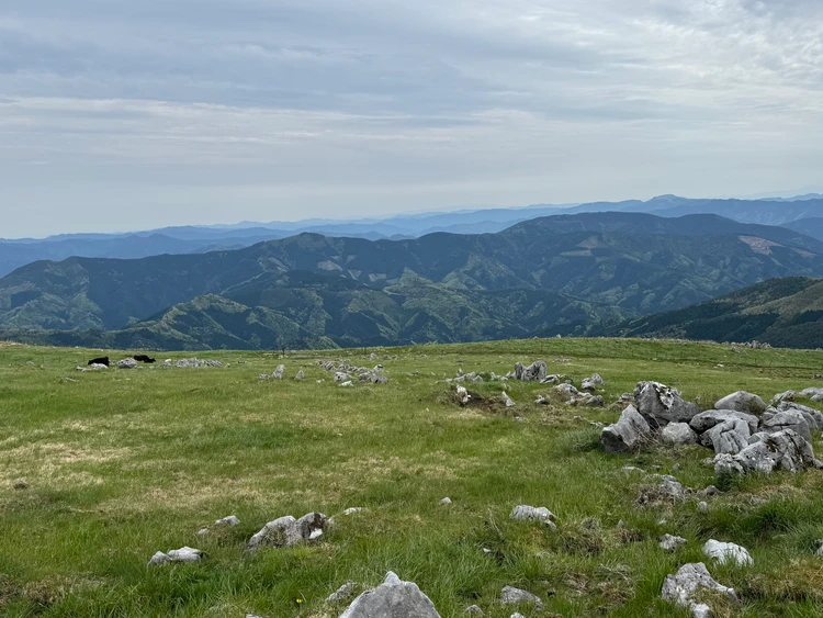 四国カルストの景色 草原と岩山と牛 四国カルスト 高知ドライブ 高知観光 高知旅行おすすめ 高知おすすめ