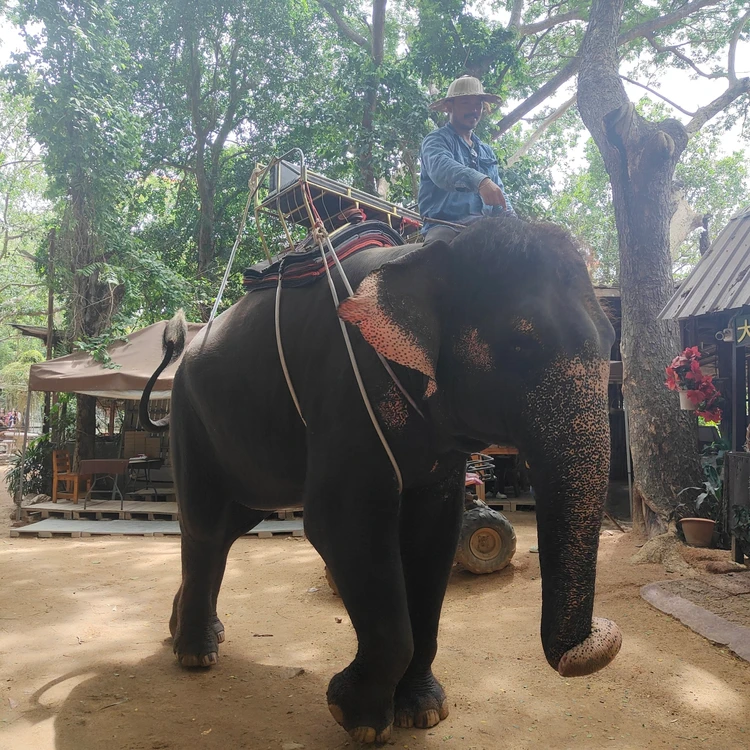 【写真】おすすめタイ旅行 | 観光スポットやお土産、グルメなど_0