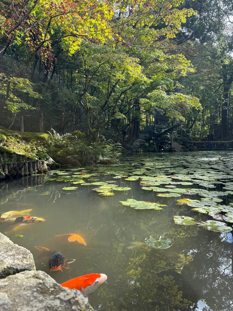 紅葉時期は池に映り込んで幻想的に