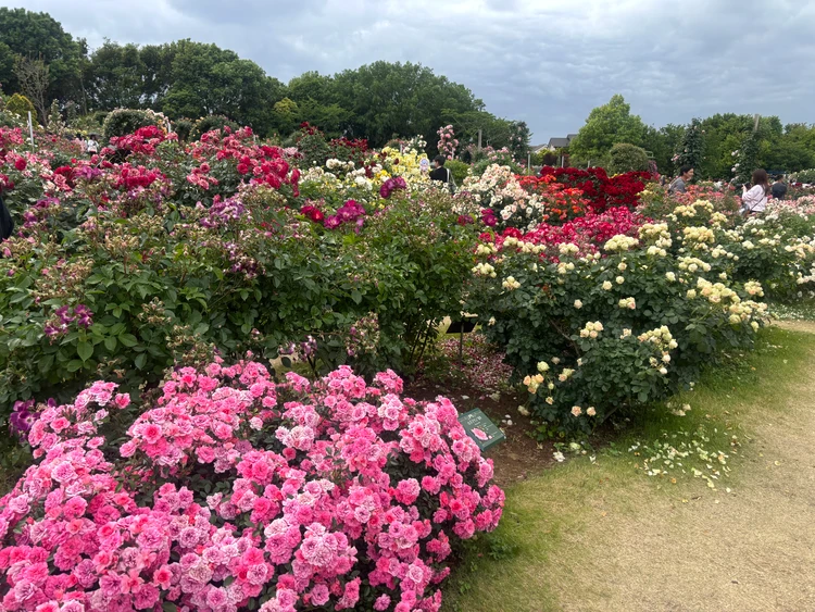 【京成バラ園】今が旬の春バラを日帰りで満喫♡写真映えスポットや限定ローズティーのお土産もレポ！_2