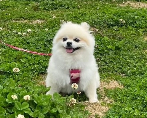 SNSで話題!KALDIで見つけた可愛すぎる"ミニわんこ缶"_3