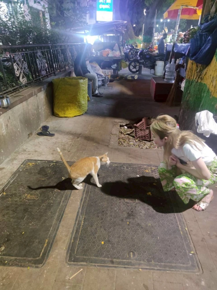 チェンナイ　インド　猫