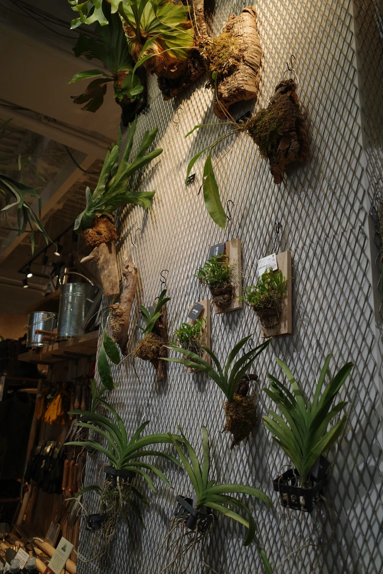 観葉植物 garageshibuya garage 植物