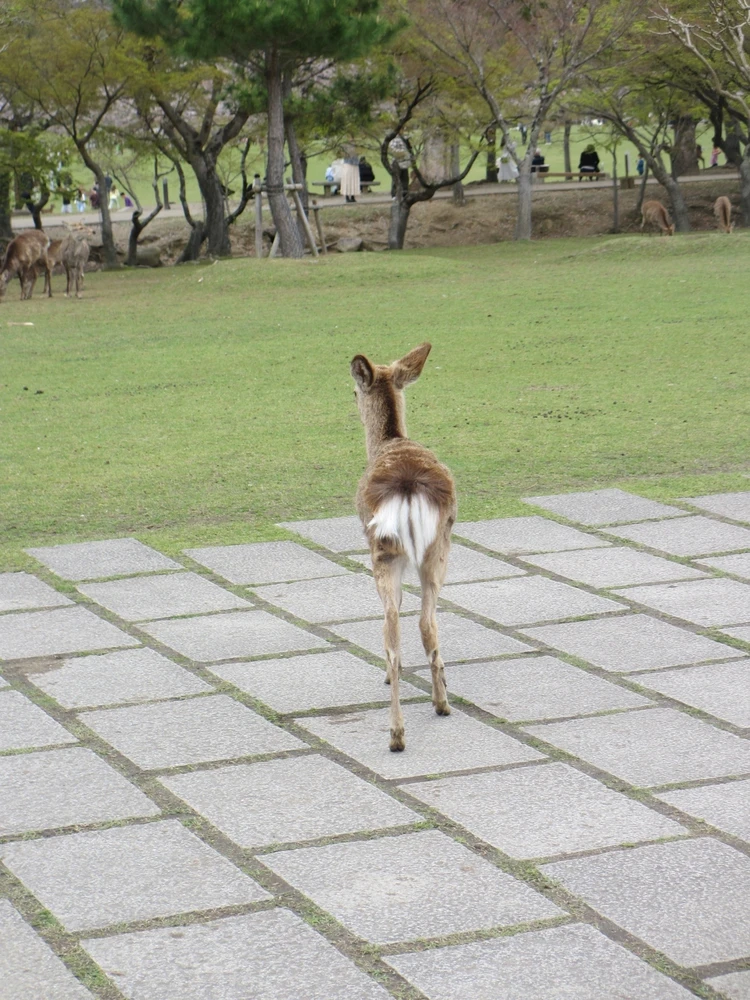 まだ見頃に間に合う♡ 桜をたのしむ古都・奈良旅のすゝめ|日帰りプラン_2_2