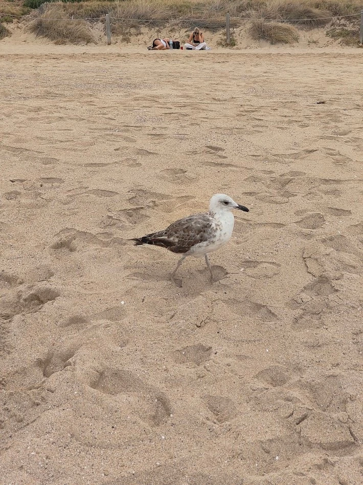 マヨルカ島　ビーチ