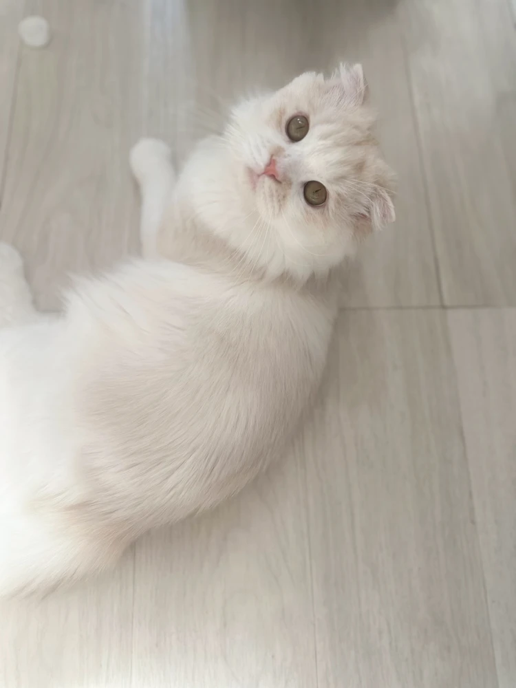 スコティッシュフォールドの健康管理 運動不足解消 & 体重管理ガイド_7
