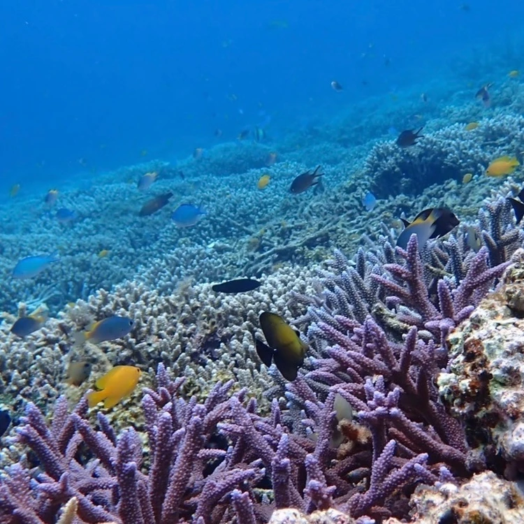 【西表島ひとり旅・観光編】カヌーやシュノーケリングもひとり参加ok！人気アクティビティにトライ_13