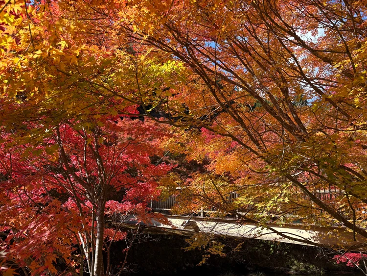 兵庫の奥地に佇む秘湯【篭坊(かごのぼう)温泉】の紅葉は今が見頃!_1