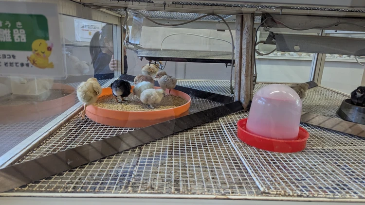 にわとりの卵を保育器で温める2