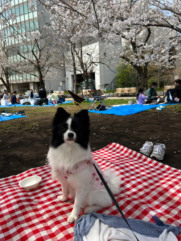〖春の楽しみ〗成城石井で買える♡お花見におすすめワイン3選 _7