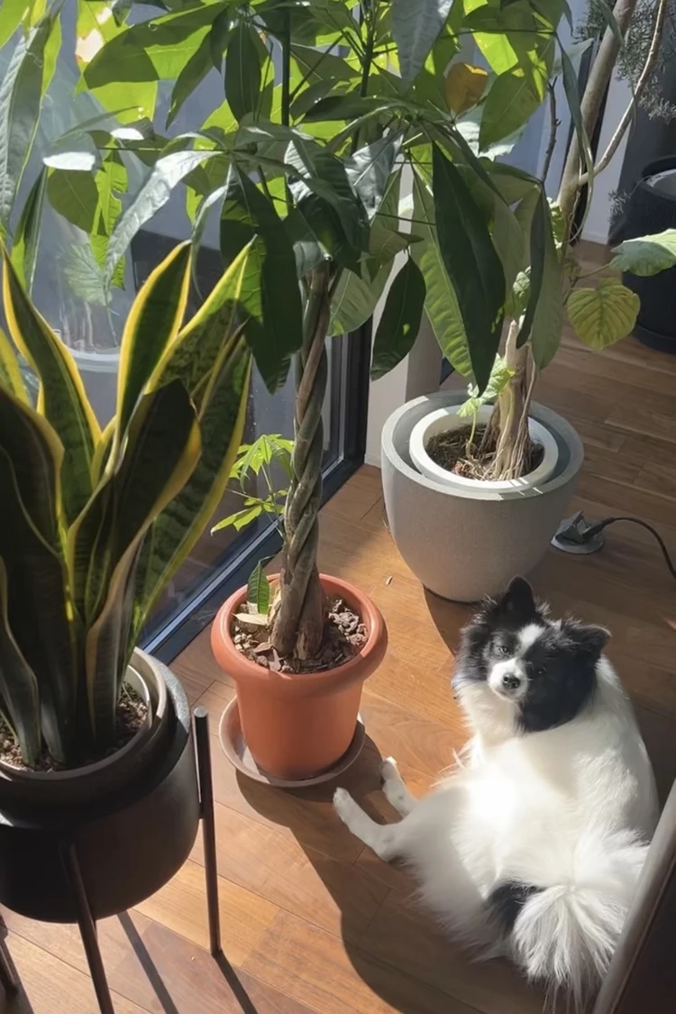 心地よいグリーンのある暮らし。我が家の観葉植物たち#おうち部_4
