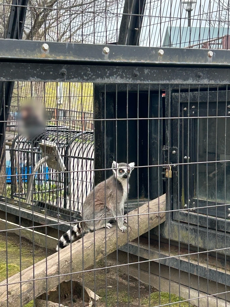 【旭山動物園】ゴールデンウイークの動物たちの様子は？写真と動画たっぷりでご紹介_23