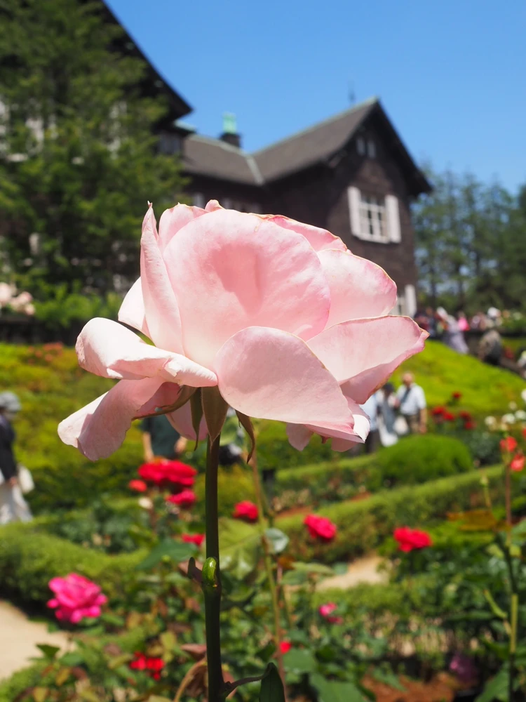 【駒込】旧古河庭園のバラが見頃!150円で叶う都内ローズ旅_3