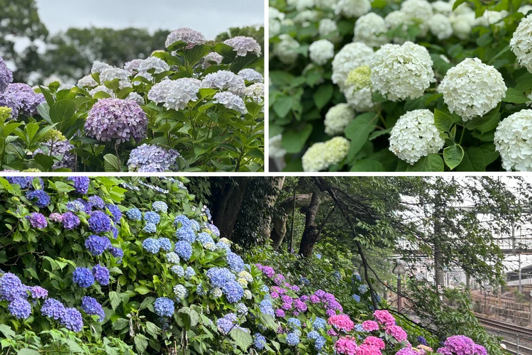 王子駅徒歩すぐの線路沿い「飛鳥の小径」の紫陽花