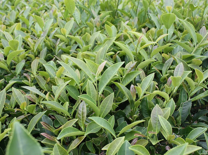 「FAS ザ ブラック ブライトセラム Ⅱ」に配合した「屋久島産茶エキス」