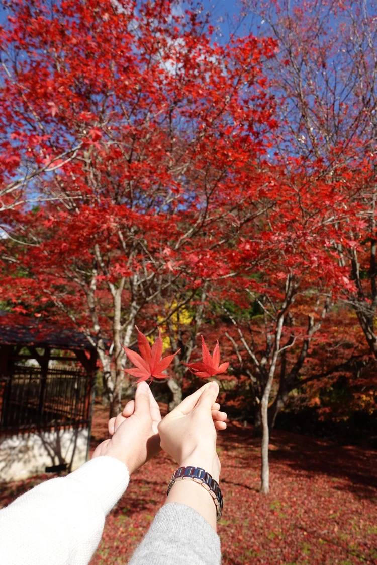 兵庫の奥地に佇む秘湯【篭坊(かごのぼう)温泉】の紅葉は今が見頃!_5