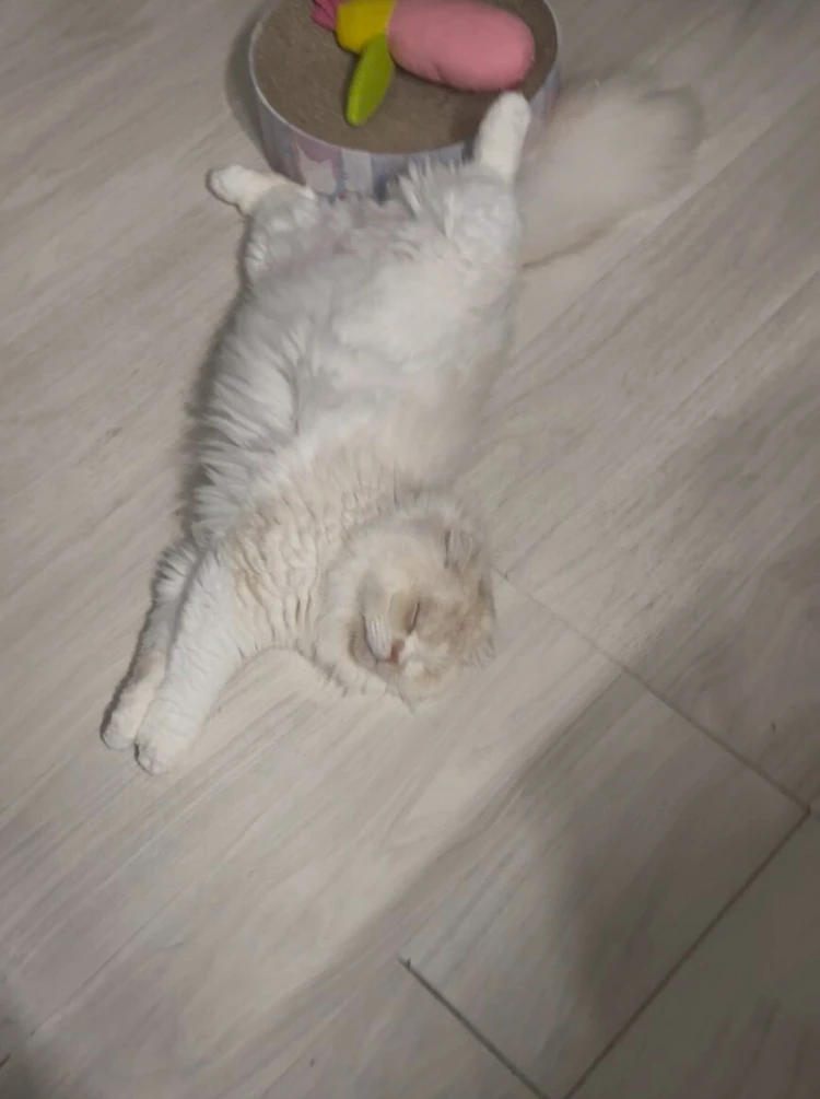 愛猫の難病発覚から寛解まで、私が学んだ命を守る知識_4_1