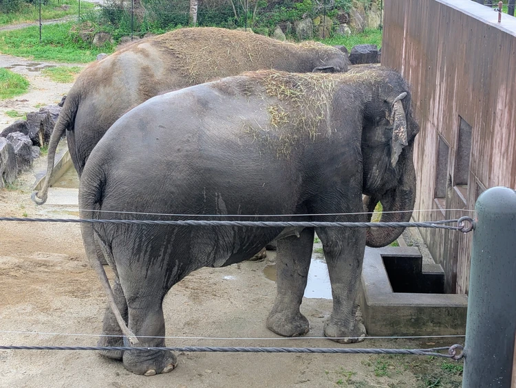 【2泊3日和歌山旅行②】雨の日も楽しめる！白浜のテーマパークと名物ホテルを満喫する夫婦二人旅_4_1