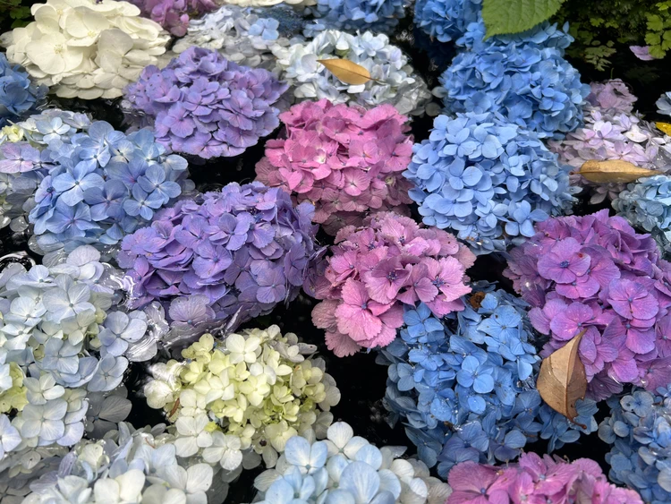 水に浮かぶ色とりどりの紫陽花