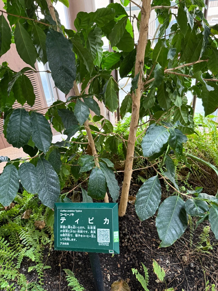 【渋谷駅から徒歩約10分の植物園】渋谷区ふれあい植物センターなら雨の日も楽しめる！_5_2