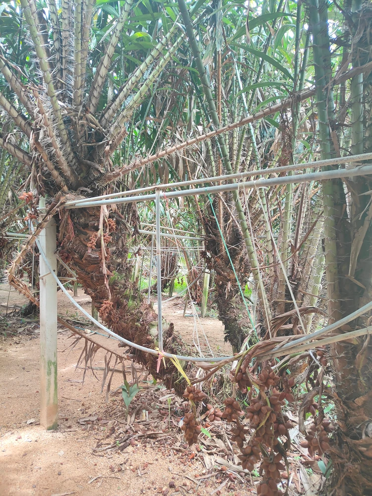 スパットラー ランド タイ ラヨーン 果樹園