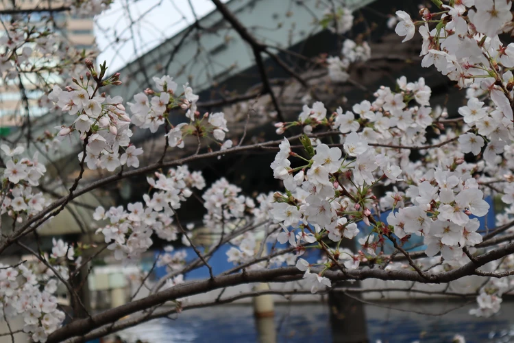 東京 都内 おすすめ お花見 スポット きれい 桜 歩きながら 写真 フォト