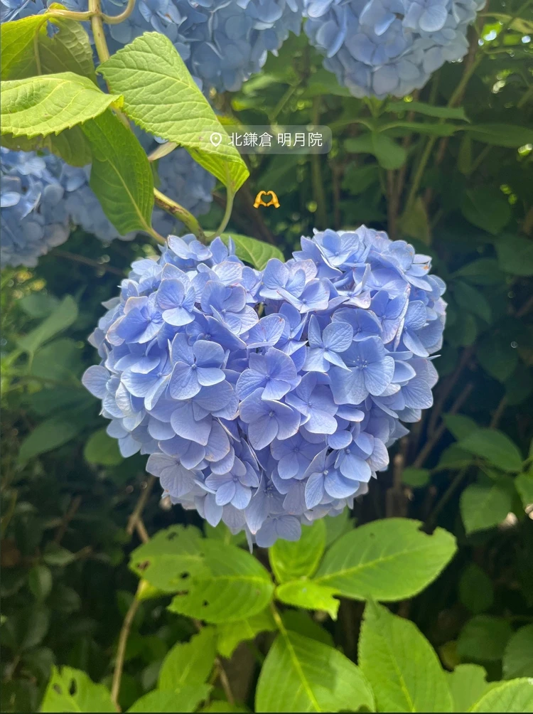 紫陽花を見に鎌倉へ行ってきました!【明月院】【小町通り】【由比ガ浜】_2