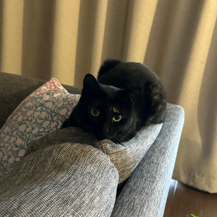 【2025年芸術の秋】岡本太郎記念館に行ったことはありますか？#旅行部_15_2