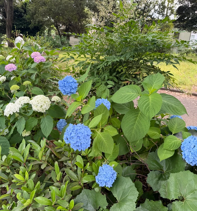 【駒沢公園】今だけ楽しめる紫陽花&周辺のおすすめカフェ8選_1