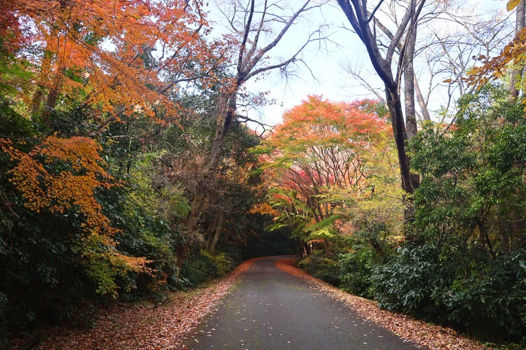 【登山デビューしました】福島・絹谷富士で紅葉と海を望むパノラマ絶景を楽しむ【ゆるく低山から第一歩】_5
