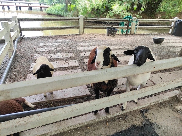 Dubua Café タイ ハスの花 カフェ