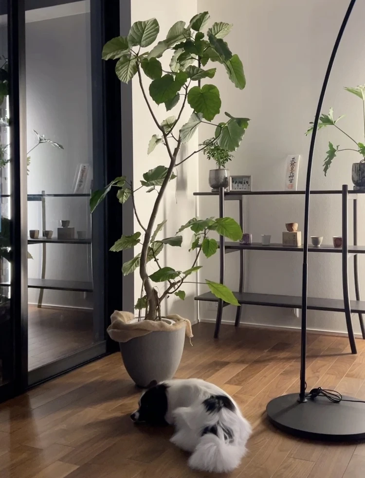 心地よいグリーンのある暮らし。我が家の観葉植物たち#おうち部_8