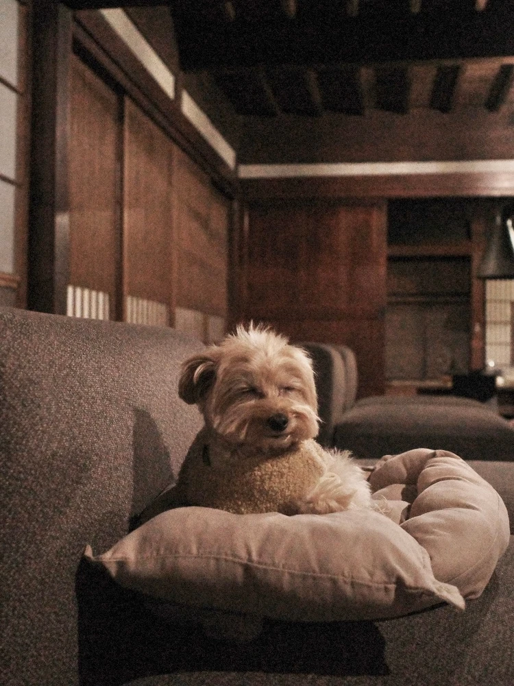 愛犬と泊まれる★子連れにもおすすめの宿③山梨 ~古民家宿るうふ~ #旅行部_14