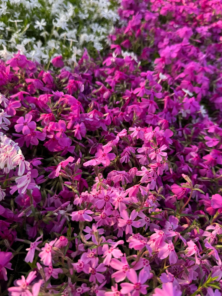 【秩父・長瀞】GW後半にも間に合う！日帰りお出かけプラン_7_1