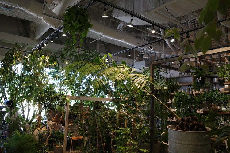 観葉植物 garageshibuya garage 緑 インテリア