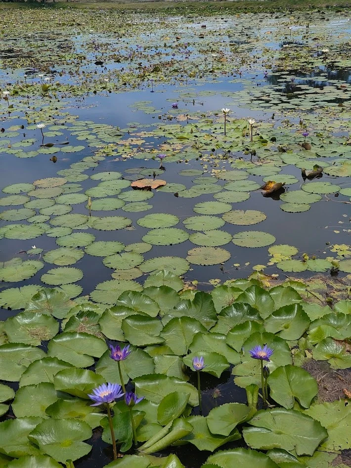 Dubua Café タイ ハスの花 カフェ